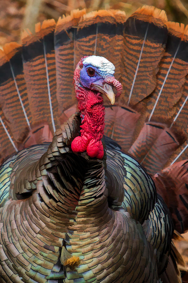 Turkey in the Straw Photograph by John Haldane