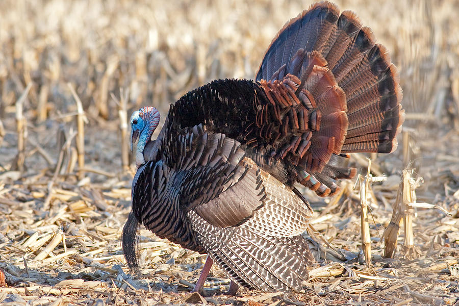 Turkey in Wisconsin Photograph by Natural Focal Point Photography