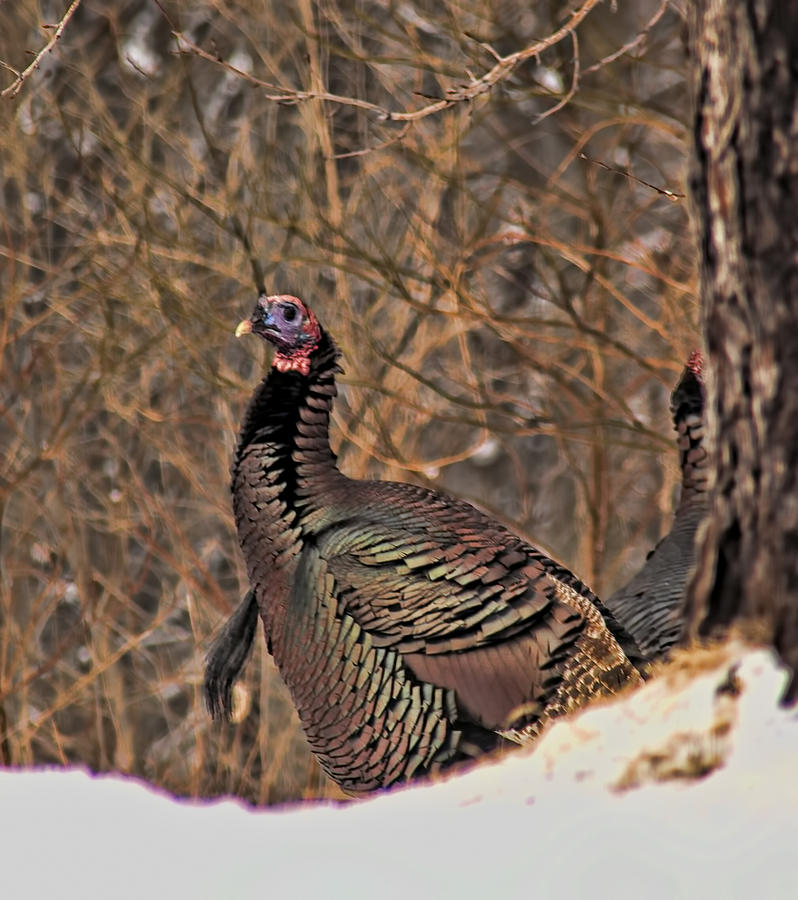 Turkey Photograph by John Crothers