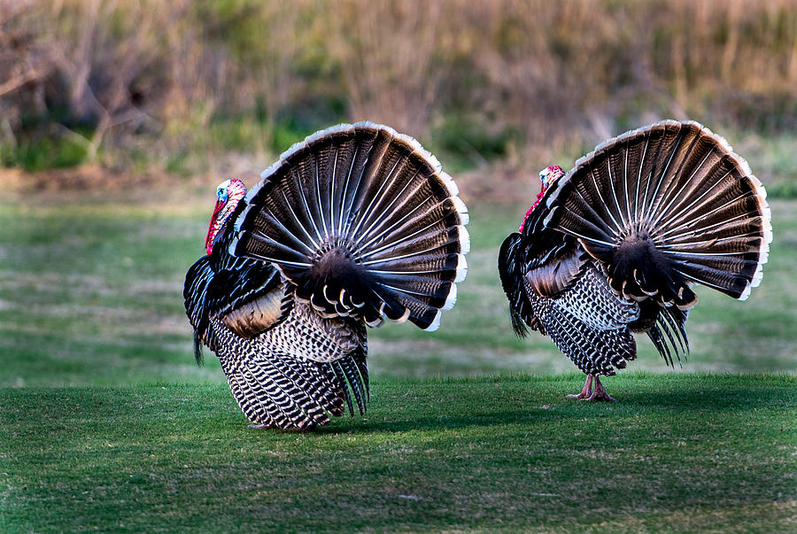 Turkey Photograph by John Johnson