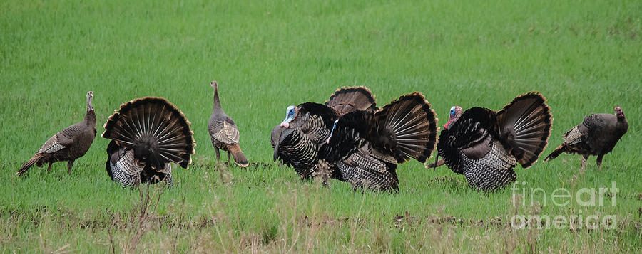 Turkey Mating Ritual Photograph by Cheryl Baxter