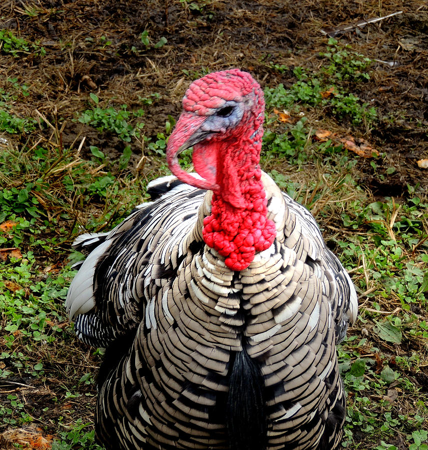 Turkey Photograph by Nancy Griswold