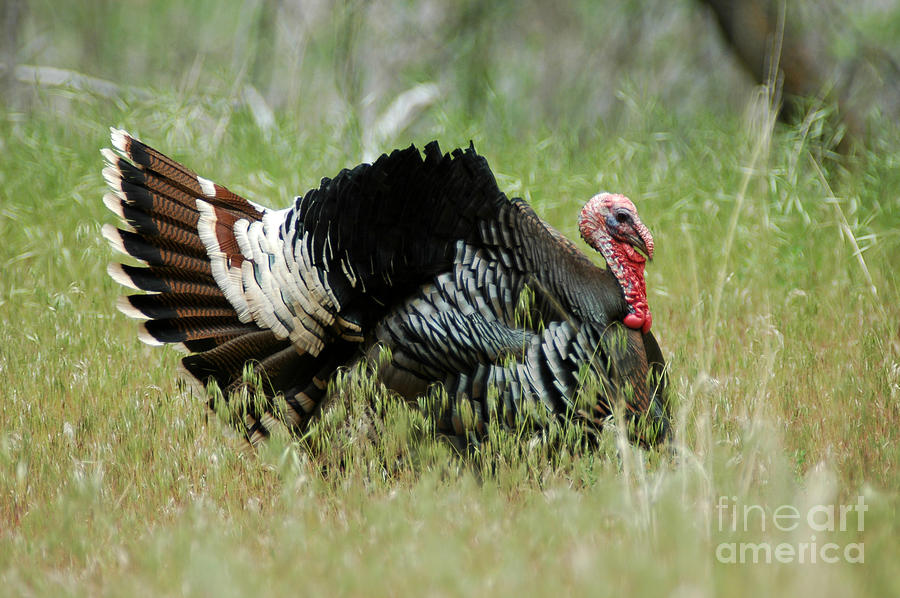902P Wild Tom Turkey Photograph by NightVisions