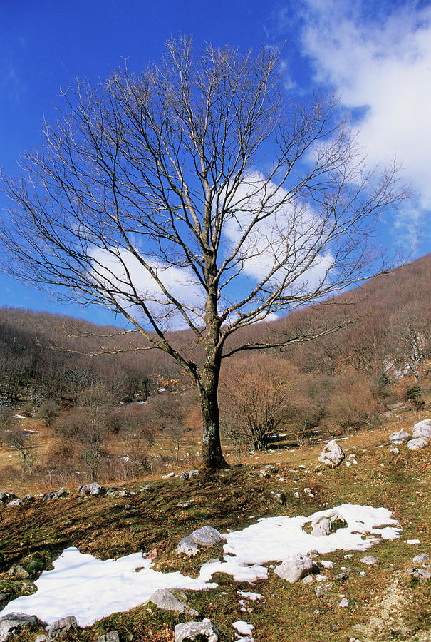 Turkey Oak (quercus Cerris) Photograph by Bruno Petriglia/science Photo Library