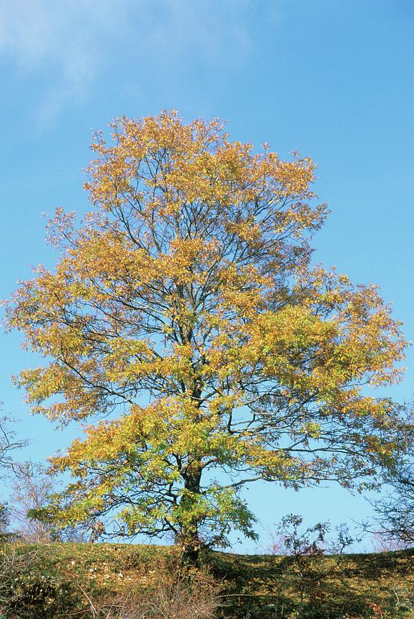 Turkey Oak (quercus Cerris) Tree. Photograph by Bruno Petriglia/science Photo Library