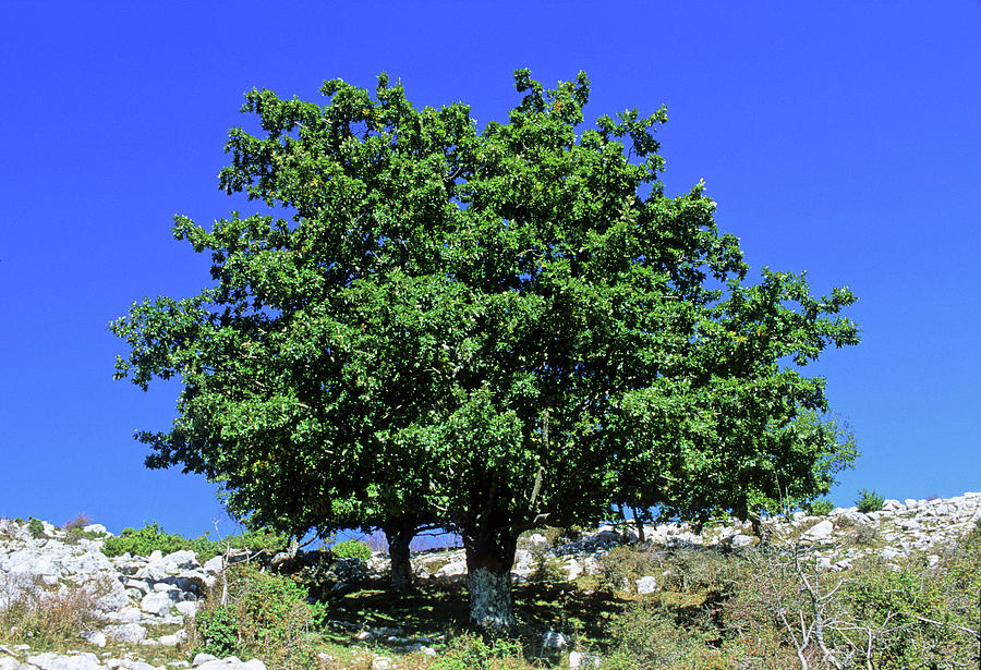 Turkey Oak Tree (quercus Cerris) Photograph by Bruno Petriglia/science Photo Library