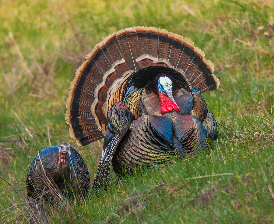 Turkey Pose Photograph by Kevin Dietrich
