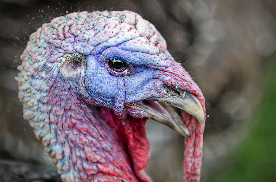 Turkey Photograph by Rick Mosher