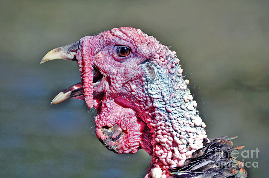 Wild Turkey Photograph by Savannah Gibbs