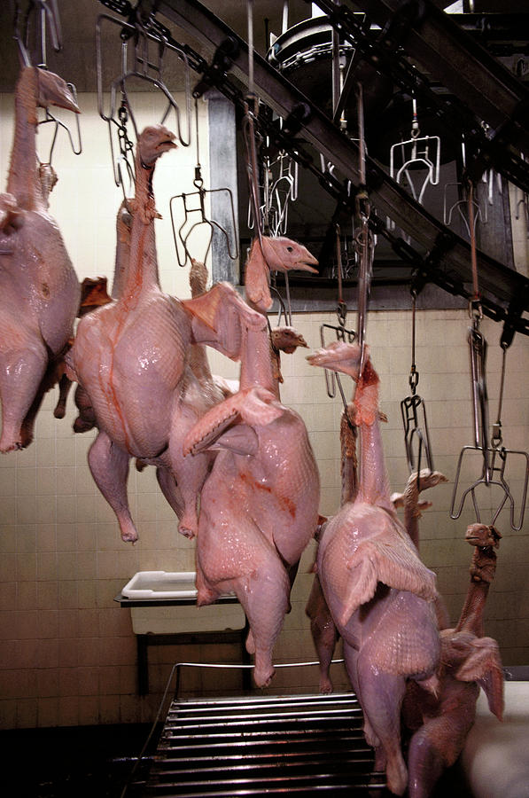 Turkey Slaughterhouse Photograph by Peter Menzel/science Photo Library