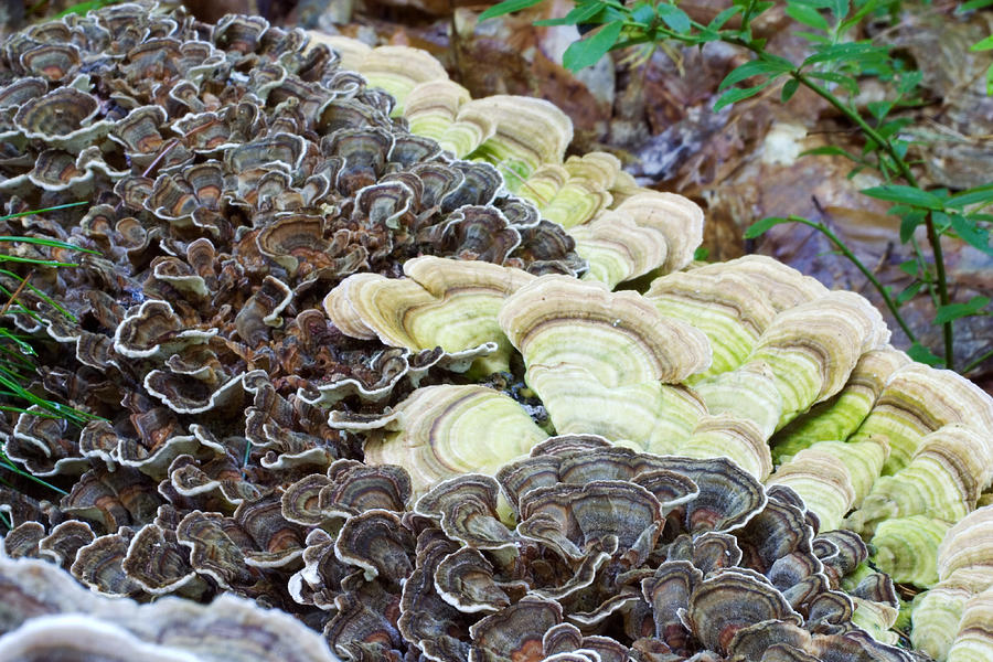 Turkey-tail And False Turkey-tail Fungus Photograph by Paul Whitten