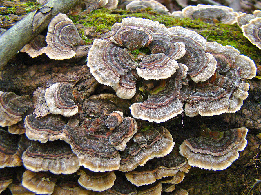 Turkey Tail Bracket Fungi -  Trametes versicolor Photograph by Carol Senske