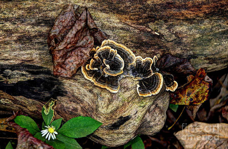 Hdr Photograph - Turkey Tail Fungi by Paul Mashburn