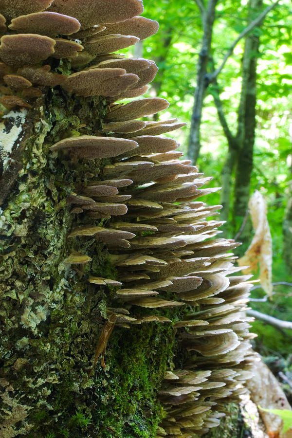 Turkey-tail Fungus Photograph by Paul Whitten