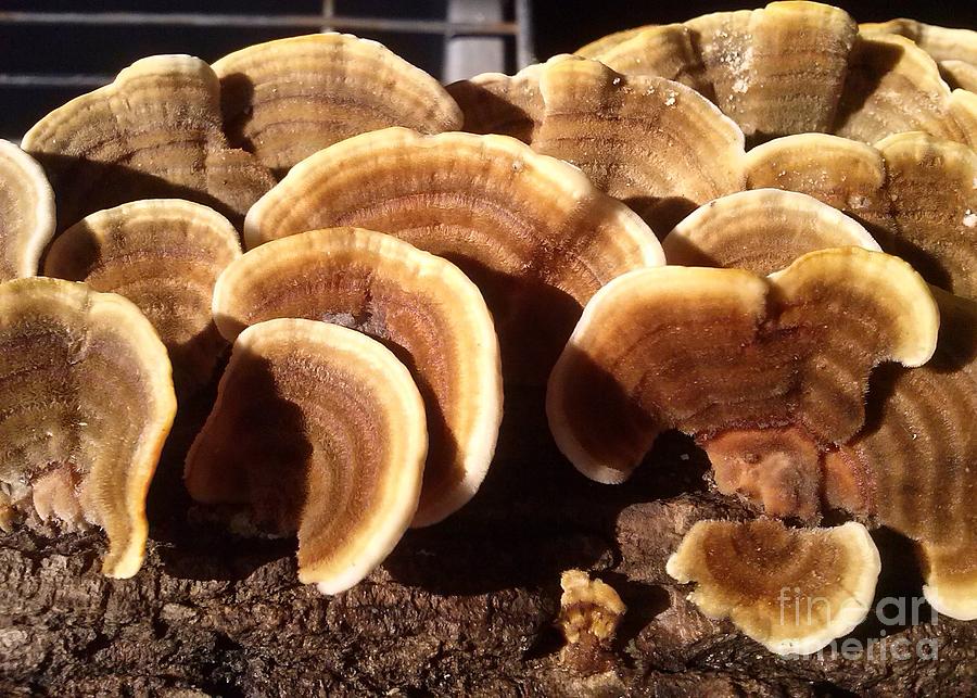Turkey Tail Mushrooms Photograph - Turkey Tail Mushroom by Tammy Brewer