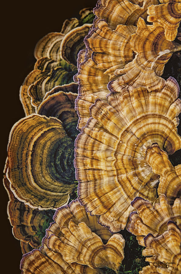 Turkey Tail Mushrooms Photograph by Peg Runyan