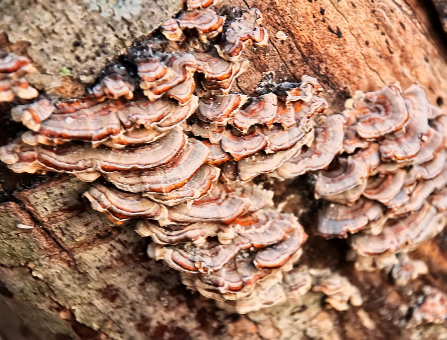 Mushroom Photograph - Turkey tail tree fungus by Flees Photos