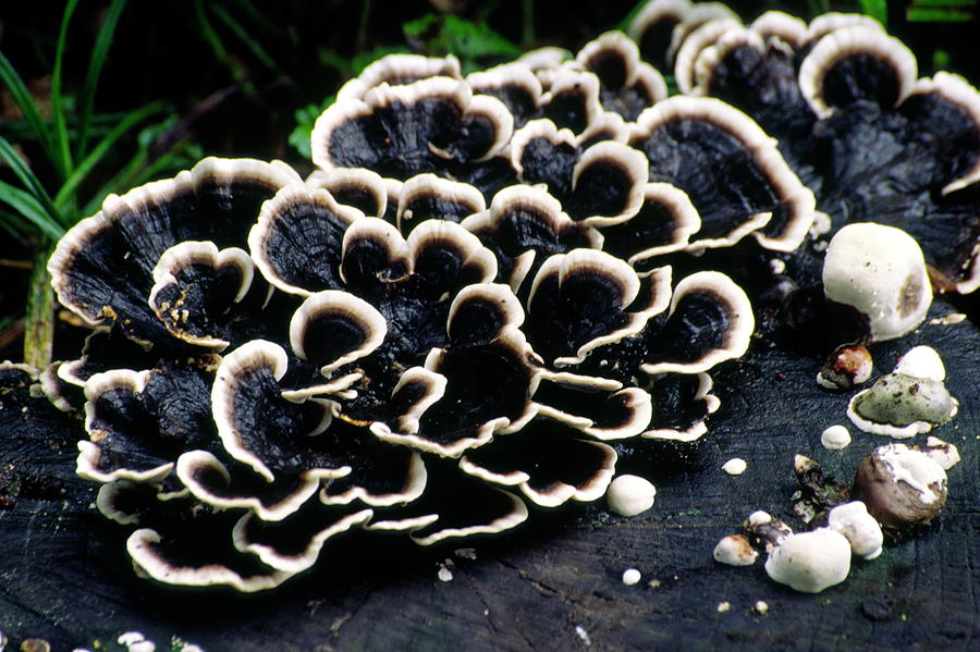 Turkey Tails Fungus (trametes Versicolor) Photograph by Dr. Nick Kurzenko/science Photo Library