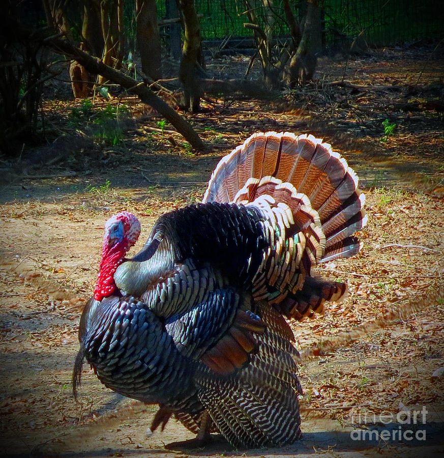 Turkey Photograph - Turkey Tom by Lisa Jones