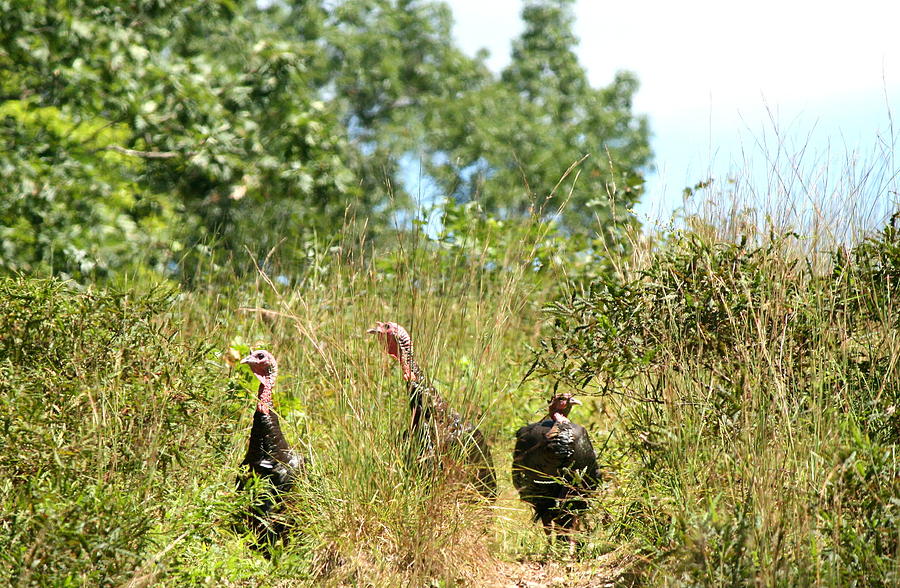 Nature Photograph - Turkey Family  by Neal Eslinger