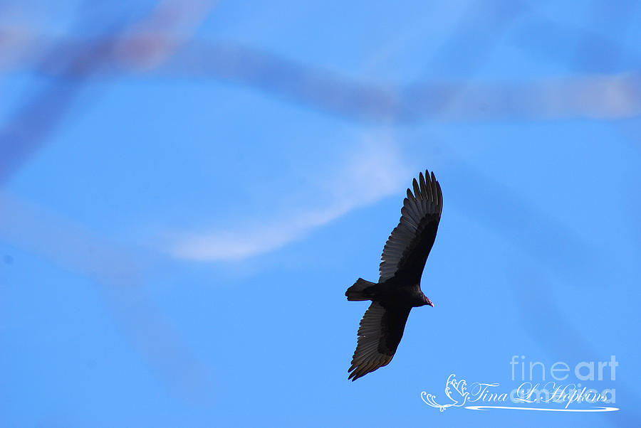 Turkey Vulture 20120319_171a Photograph by Tina Hopkins