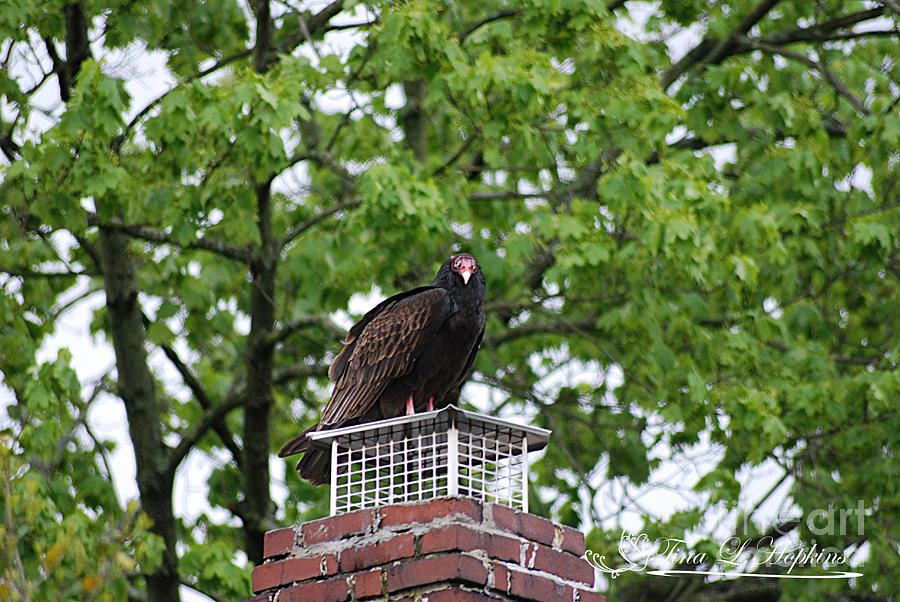 Turkey Vulture 20120423_8a Photograph by Tina Hopkins