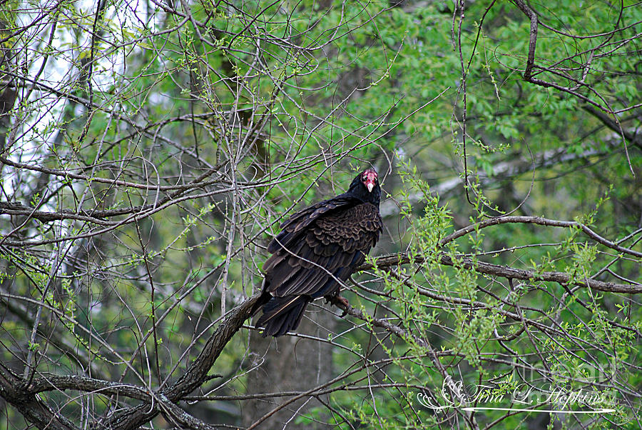 Turkey Vulture 20120430_47a Photograph by Tina Hopkins