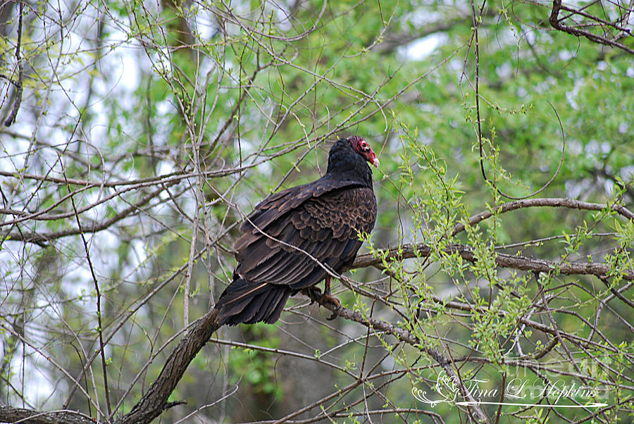 Turkey Vulture 20120430_61a Photograph by Tina Hopkins