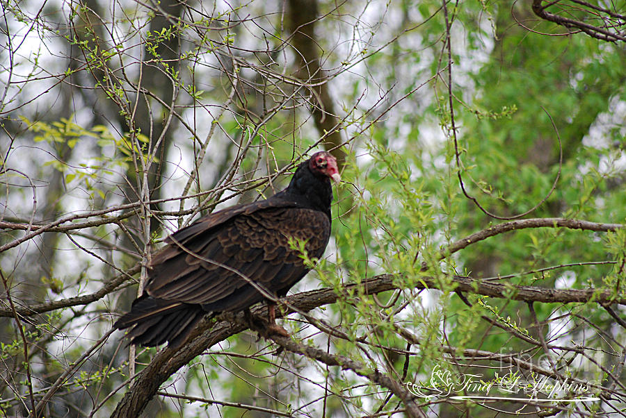 Turkey Vulture 20120430_84a Photograph by Tina Hopkins