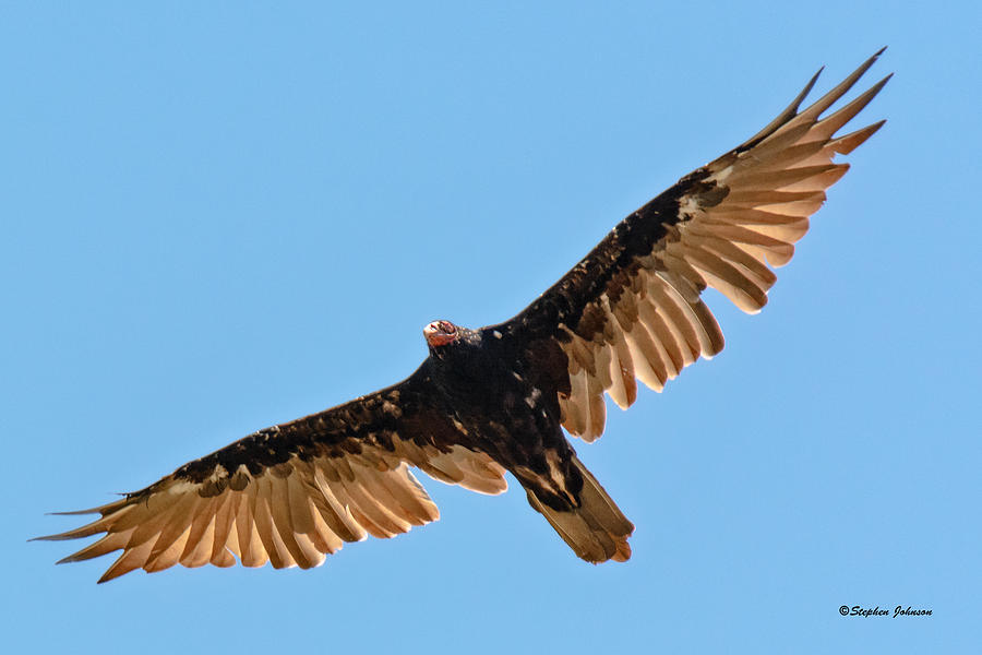 Turkey Vulture at Scout Camp Photograph by Stephen Johnson