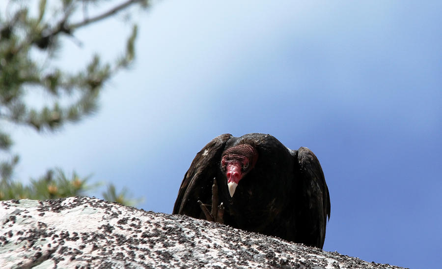 Turkey Vulture Attitude Photograph by Debbie Oppermann