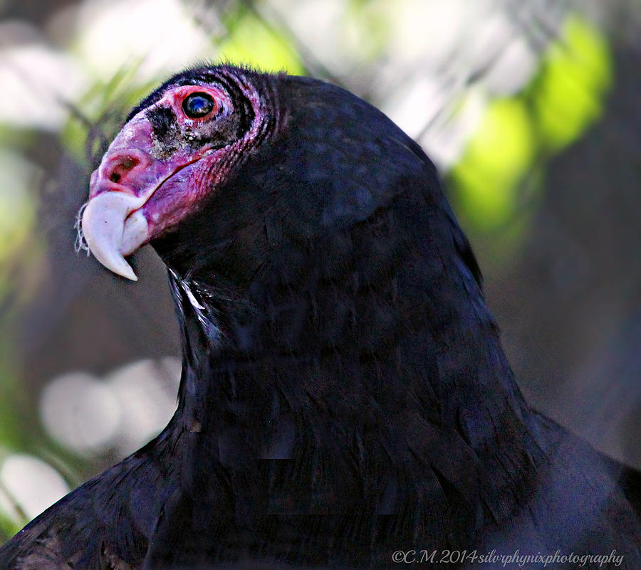 Stare Photograph - Turkey Vulture Beauty by Catherine Melvin
