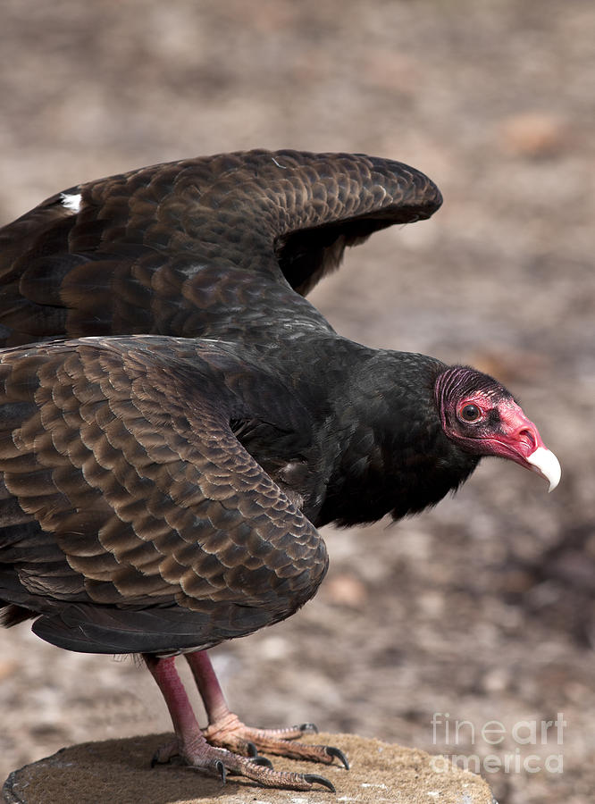 Vulture Photograph - Turkey Vulture by Brandon Alms