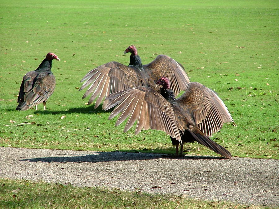 Turkey Vulture Photograph by Carol Allen Anfinsen
