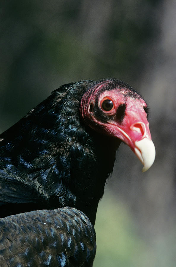 Turkey Vulture Cathartes Aura South Photograph by Animal Images