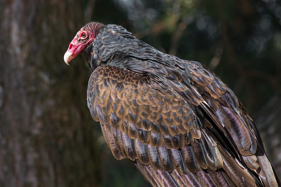 Turkey Vulture Photograph by Dale Kincaid