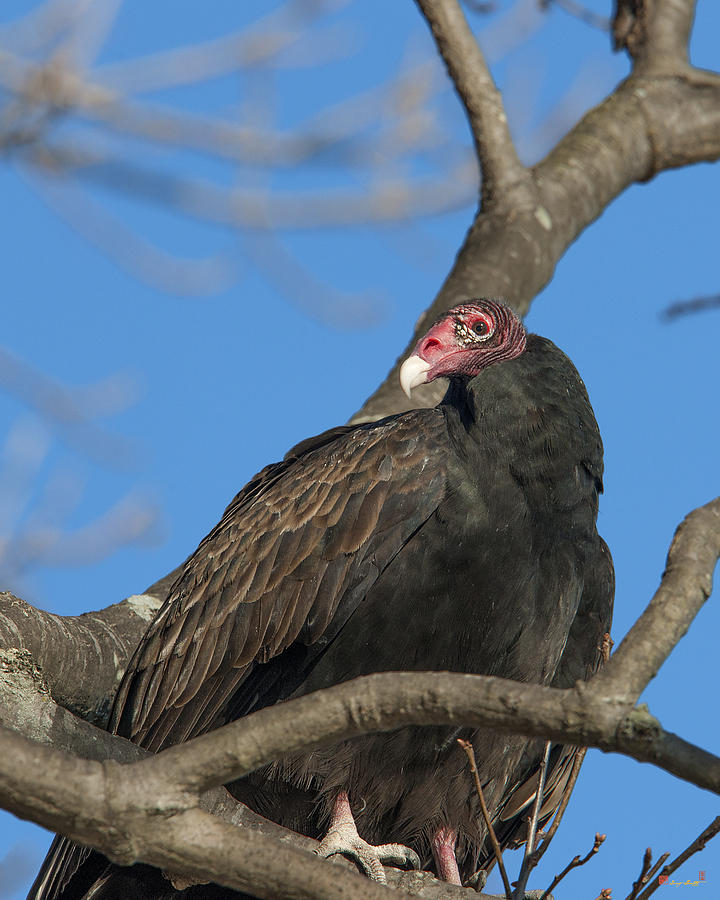 Turkey Vulture DRB179 Photograph by Gerry Gantt