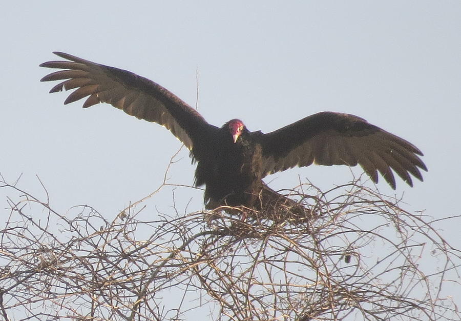 Turkey Vulture Photograph by Ellen Meakin