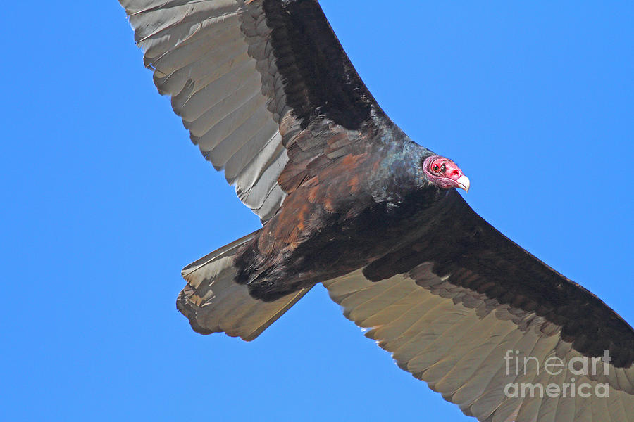 Turkey Vulture in Flight - 7D21180 Photograph by Wingsdomain Art and Photography