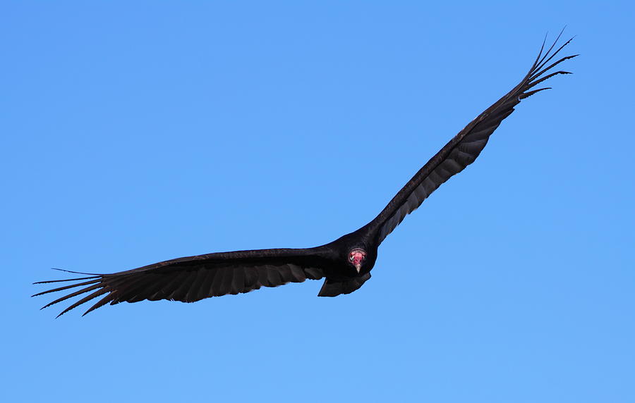 Turkey Vulture In Flight Photograph by Bruce J Robinson