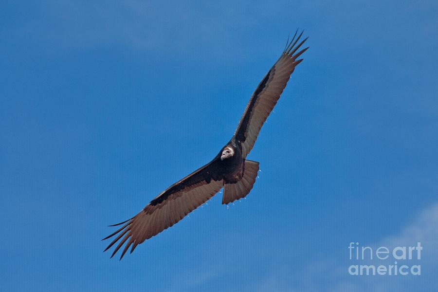 Turkey Vulture in Flight Photograph by John Harmon