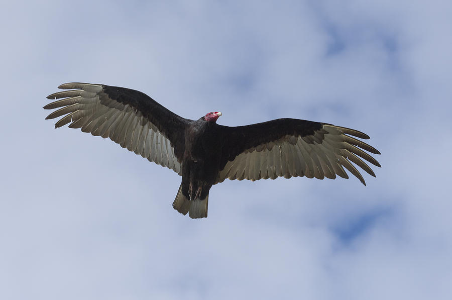 Turkey Vulture In Flight Photograph by John Shaw