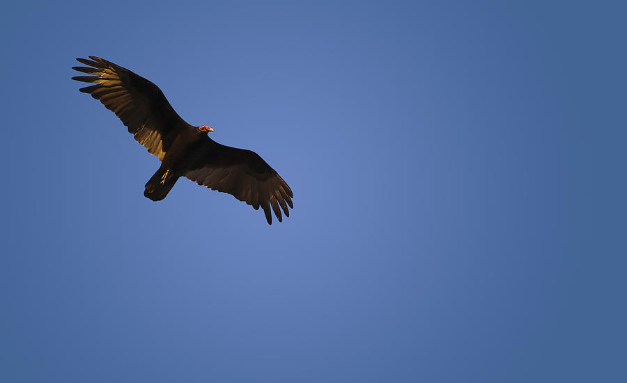 Turkey Vulture In Flight Photograph