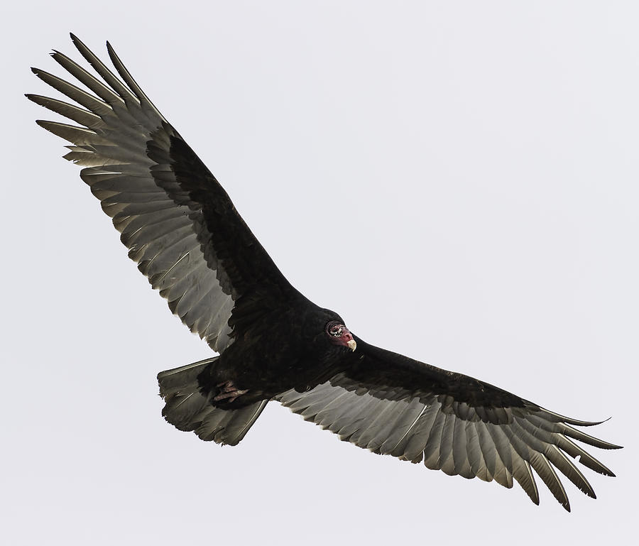 Nature Photograph - Turkey Vulture In Flight by Thomas Young