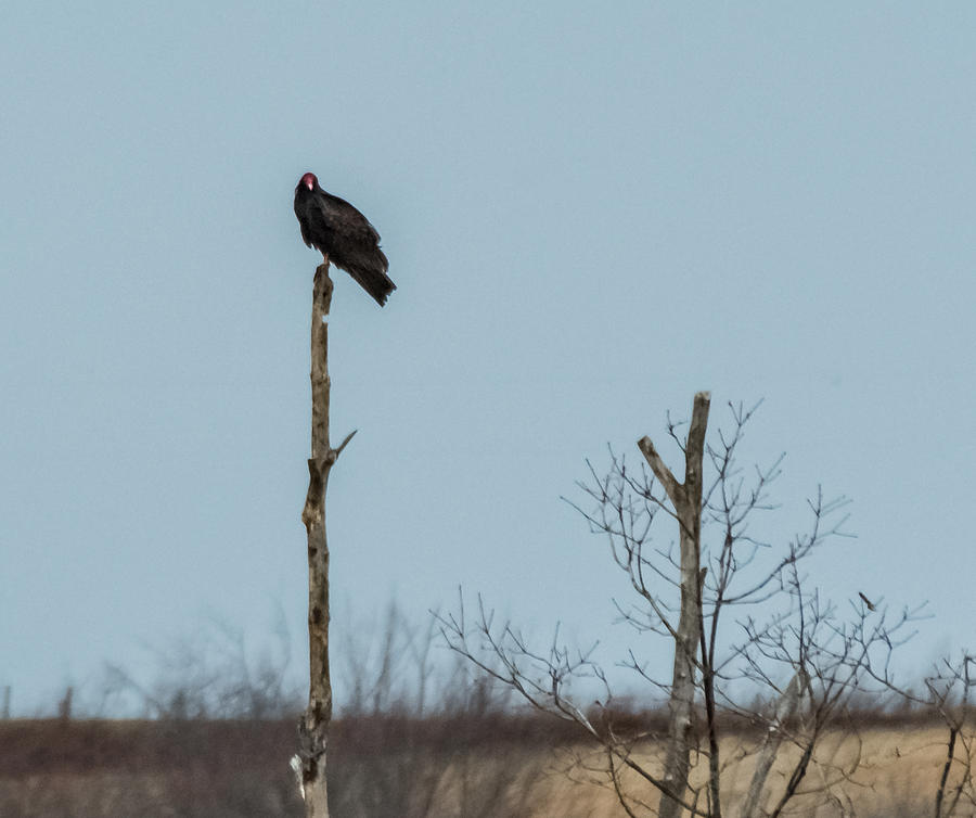 Turkey Vulture Photograph by Holden The Moment