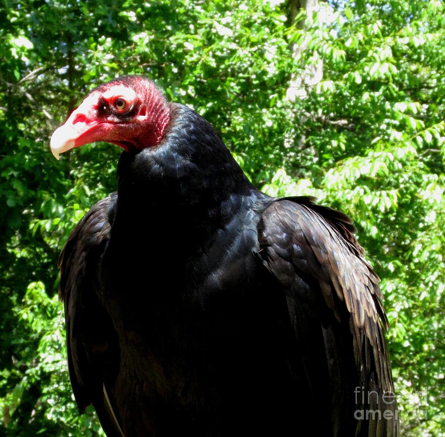 Turkey Vulture Photograph by Joshua Bales