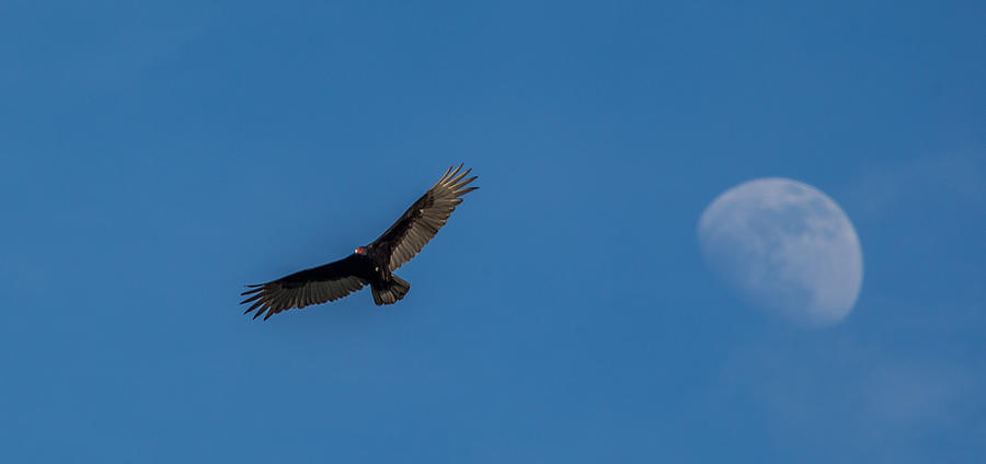 Turkey Vulture Photograph by Kevin Dietrich