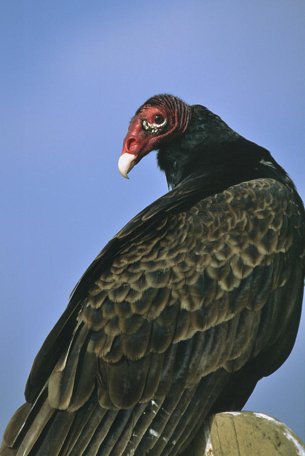 Turkey Vulture looking back Photograph by Bradford Martin