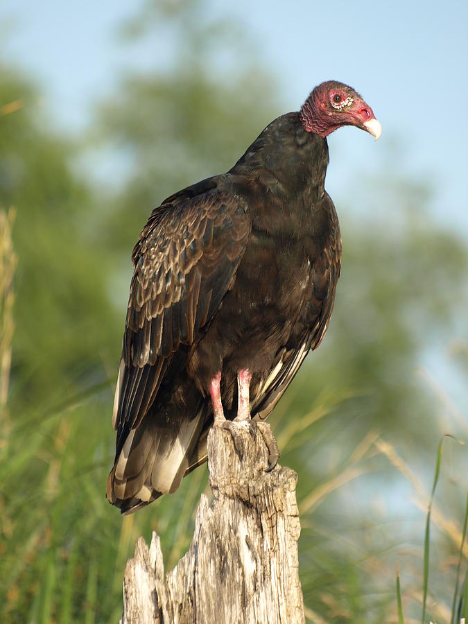 Turkey Vulture Photograph by James Peterson
