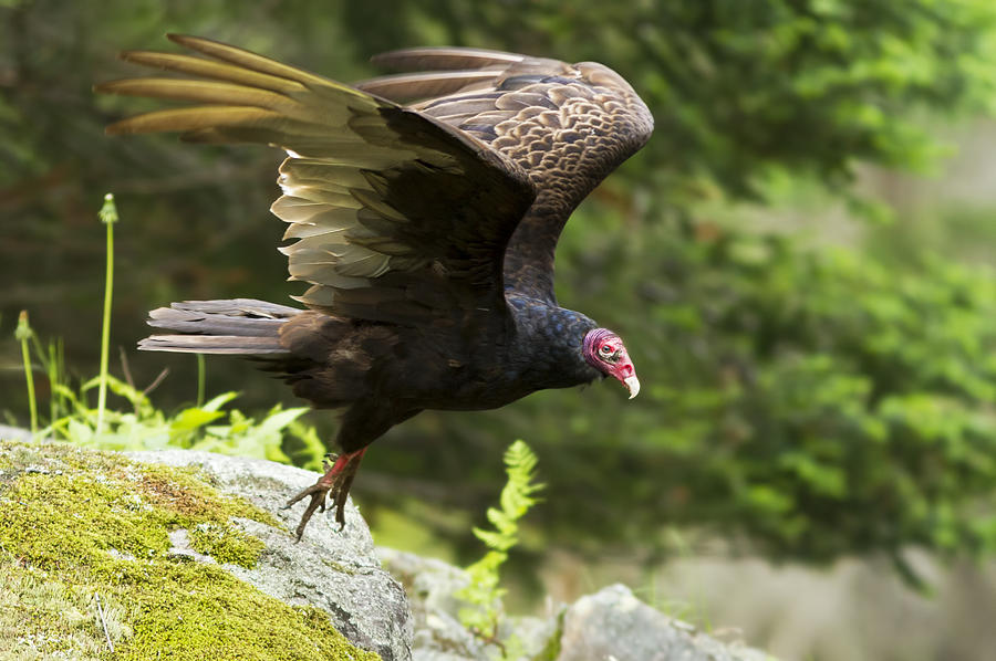 Turkey Vulture Photograph by Mircea Costina Photography